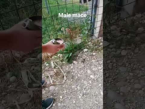 Hranimo male mace #foryou #funny #like #subscribe #cat #cats #city #cool #cute
