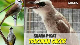 Download lagu Mp3 Suara Pikat Burung Trucukan Paling Mantab mp3