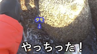 いろいろ落とした日【遠州灘　海釣り　ライトショアジギング　テトラからワラサ】