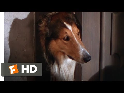 Lassie Come Home (1/10) Movie CLIP - Morning Routine (1943) HD