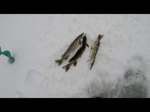 Pilkillä Savossa #4 - Haukipilkillä / Tasurointia