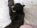 Cute baby bat flapping and yawning