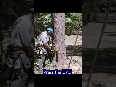Falling and Felling Trees Short #chainsaw #chainsawsafety #howto