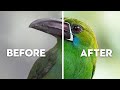 What's RUINING Your Bird Photography? | Common Beginner Mistakes