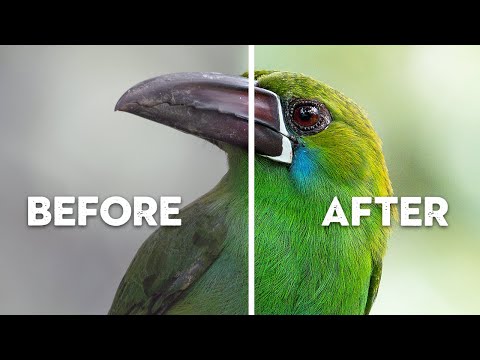 What's RUINING Your Bird Photography? | Common Beginner Mistakes
