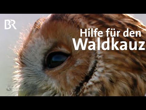 Der Waldkauz im Allgäu: Klappt die Nisthilfe? | Schwaben & Altbayern | BR