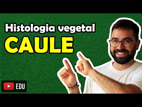 Stem Histology - Class 09 - Module V: Botany | Prof. Guilherme