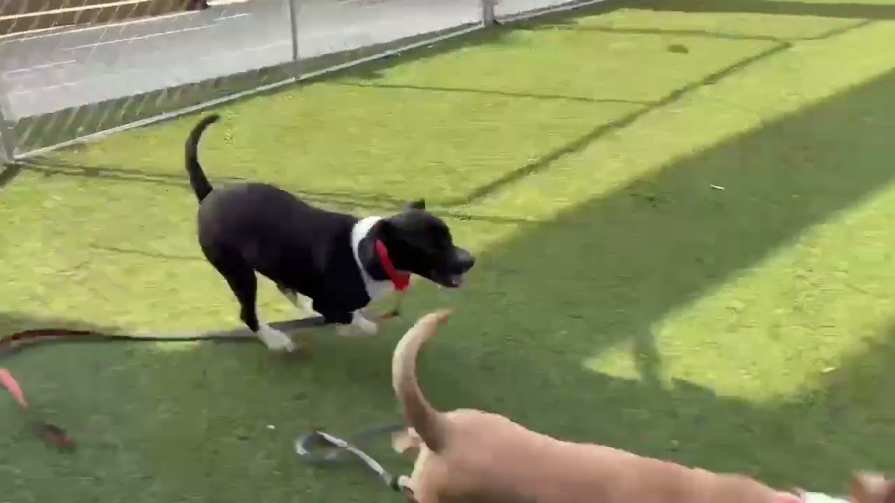 Enlarge King, a Adoptable mixed breed in Hartsville, SC video 6/6
