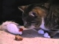 Sausage Wmv