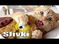 ЛУЧШИЕ ПРИКОЛЫ #254 