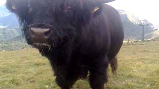 preview picture of video 'highland cattle.mp4'