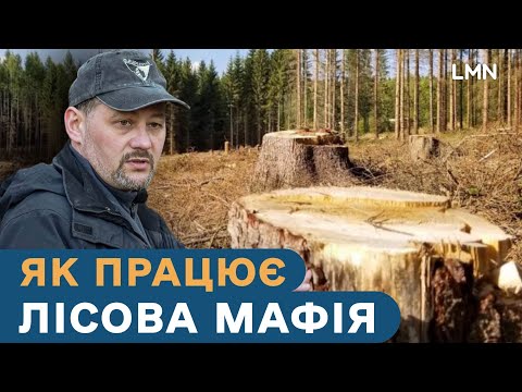Як зупинити незаконні вирубки лісів: думка експерта Дмитра Карабчука