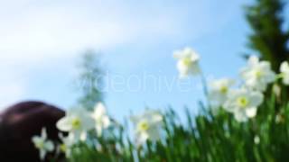 Download lagu Tender White Narcissus Flowers in Grass mp3 Download lagu Tender White Narcissus Flowers in Grass mp3