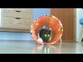 Gatto In Agguato