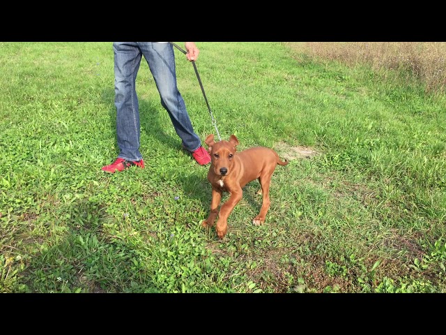 Ridgeback de Rodesia cachorro en venta