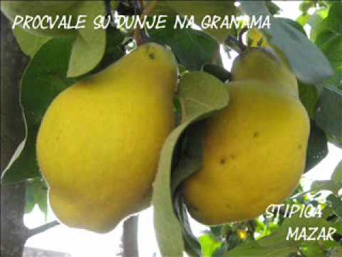 Procvale su dunje na granama - Stipica Mazar.wmv