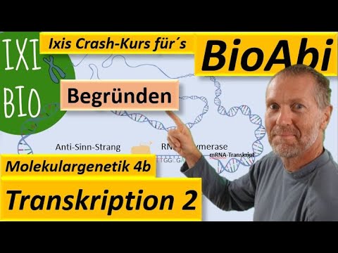 Bedeutung der Transkription begründen - typische Aufgabe für das Biologie Abitur hier detailliert