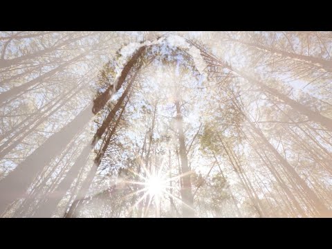 Baum der Seelen - LAURA feat. Adrian Winkler & friends