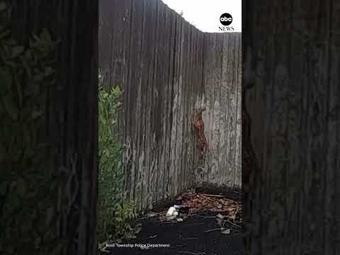 Pennsylvania police officer snags young deer barehanded
