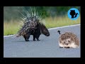Porcupines, Hedgehogs? Echidna? Platypus? | What is their different | What are their natural enemies