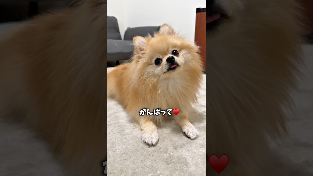 なんでほふく前進で来るの？この犬🐶
