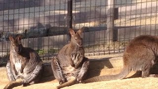 Wallaby ベネットアカクビワラビー
