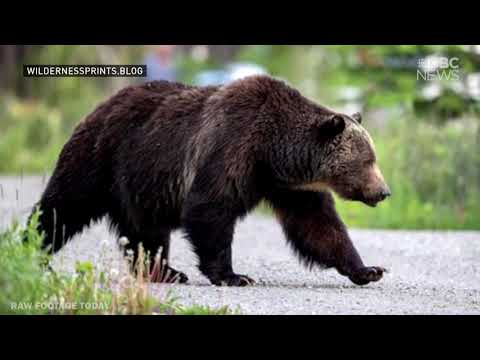 Grizzly Bear Showdown in Banff Canada! The Boss vs Split-Lip, ends in 3 km chase down highway!