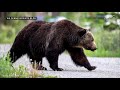Grizzly Bear Showdown in Banff Canada! The Boss vs Split-Lip, ends in 3 km chase down highway!