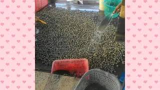 preview picture of video 'ขายหอยแครงสดนำเข้าจากมาเลย์เซียสนใจติดต่อ0847492667'