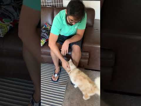 Friendly and beautiful neighbour cat 😊some connection with Anji