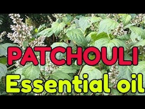 download lagu mp3 mp4 Patchouli Perfume India, download lagu Patchouli Perfume India gratis, unduh video klip Patchouli Perfume India