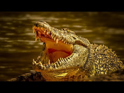 Amazing Scene of Wild Animals In 4K  Scenic Relaxation Film with CALM MUSIC
