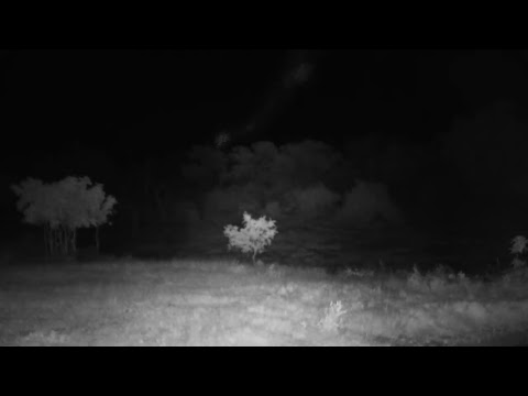 Djuma Private Game Reserve Live Stream