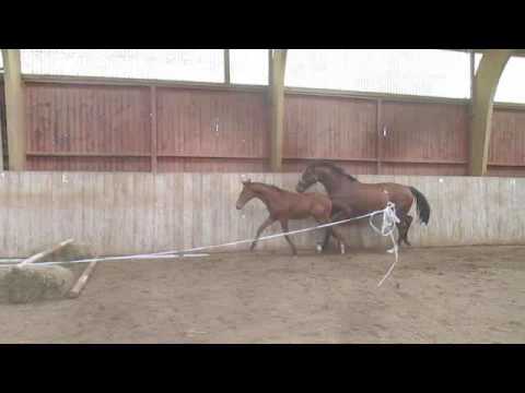 Cornwall Nash by Duka's Carlos-Dollar de la Pierre-Lord Z