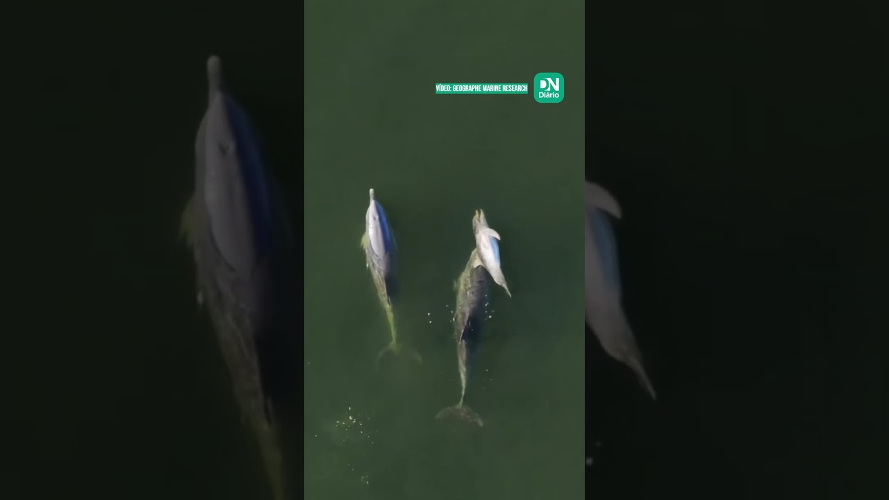 Imagem da notícia Mãe golfinho carrega o filhote morto por duas semanas