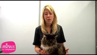 Vermifuge pour chats