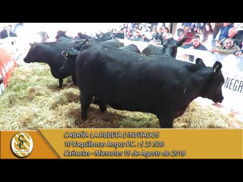15-08-18 Venta de Hembras P.C. - Cabaña La Rubeta e Invitados - Cañuelas