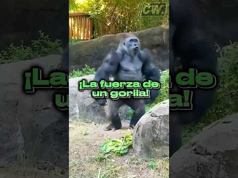 ¡puños de acero! #animales #interesante #especies #curiosidades #aprendizaje #gorilas