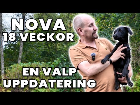 Hur går det med vår nya valp, jaktlabben Nova