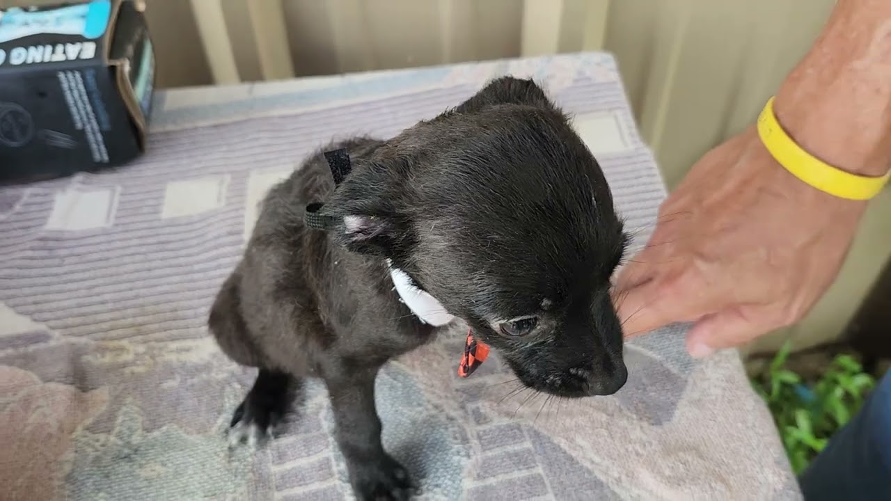 Max, an adopted mixed breed in Bandera, TX video 4/5