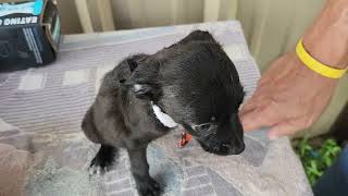 Video preview image #1 Cairn Terrier Puppy For Sale in Bandera, TX, USA