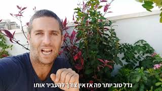 התאמה נכונה של צמחייה באדנית במרפסת