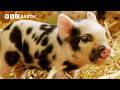 Piglets Vs Piglets In The Hidden Milk Wars Secret Life Of Farm Animals BBC Earth