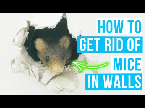 How to GET RID OF MICE IN WALLS | Mouse in wall?