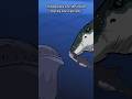 Bloop interrupts Livyatan VS Megalodon