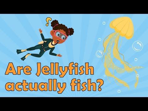Are Jellyfish actually fish? | Jellyfish Facts | Educational and Interesting Facts for Kids