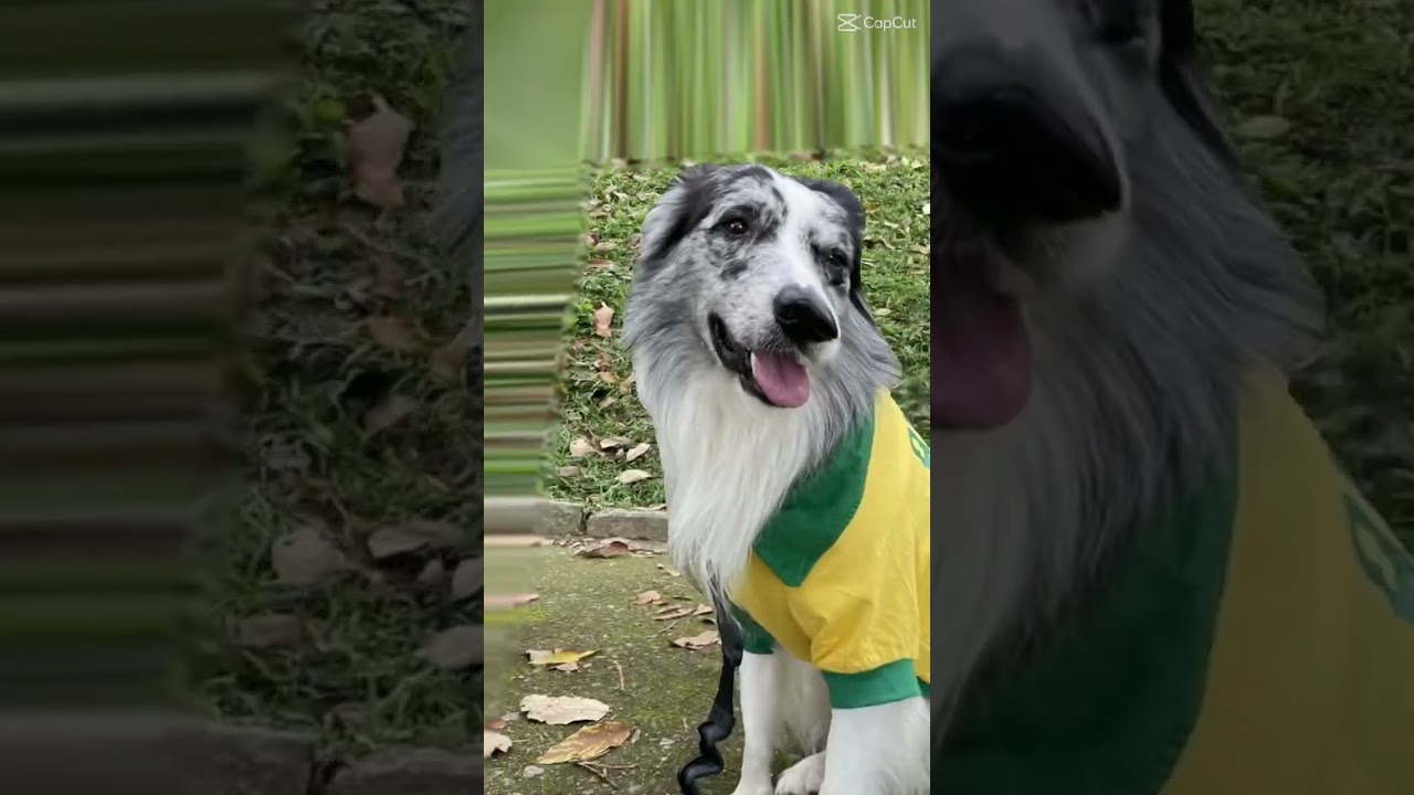 Watch Now Camisa do Brasil para cachorro Camisa do Brasil para cachorro