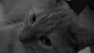 Sonic Youth - Diamond Sea (Sunken Treasure Video)