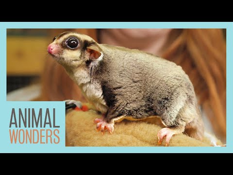 Sugar Gliders! What, Where, How