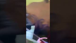 Download lagu takut gk sama gurita mp3